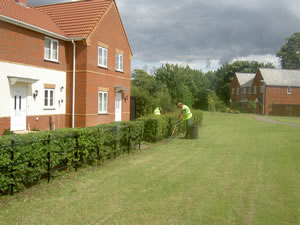 Hedge Cutting