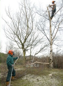 Tree Felling